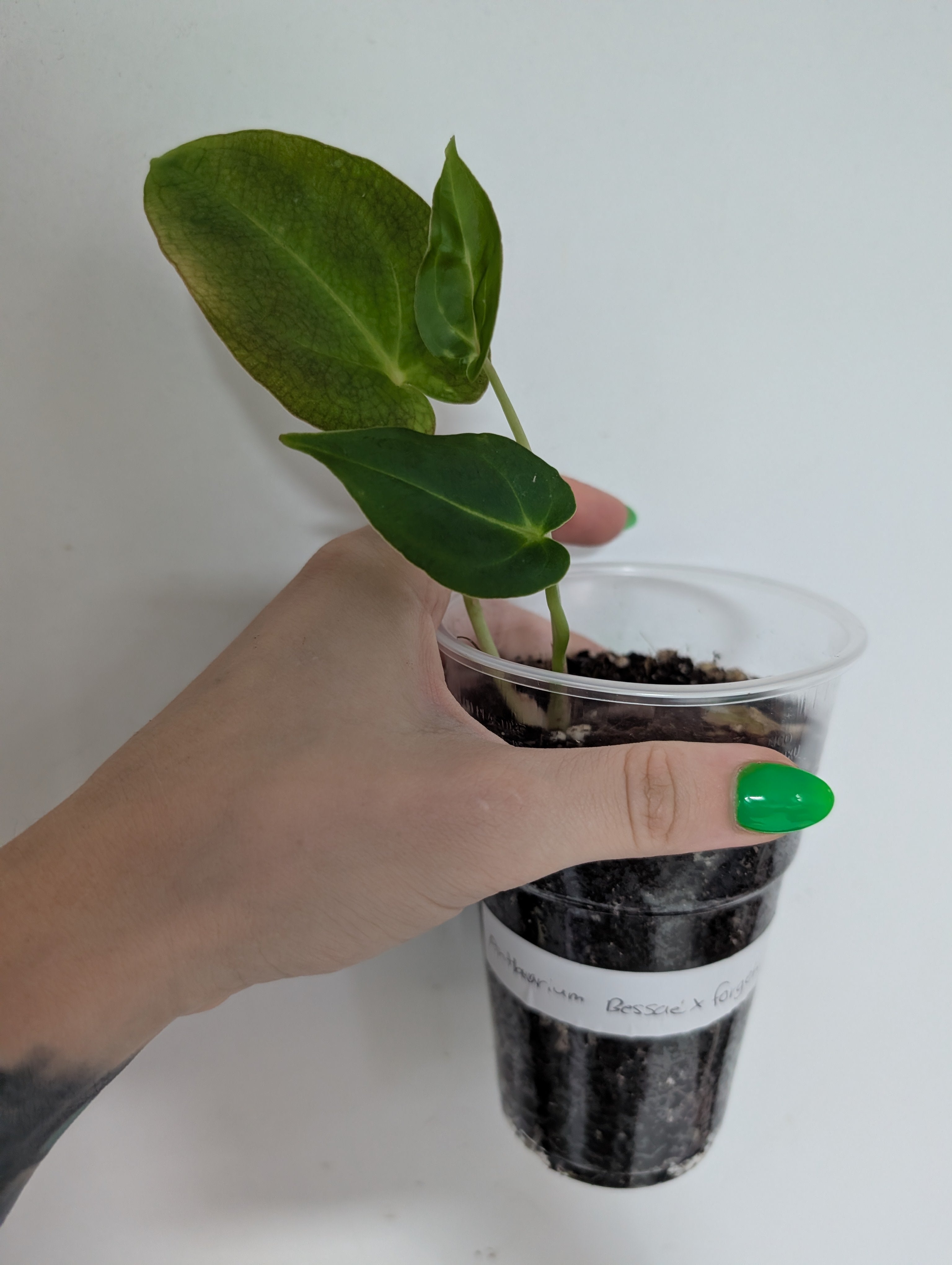 Anthurium Forgetii X Bessae