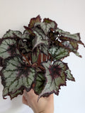 Begonia dark eyes 12cm