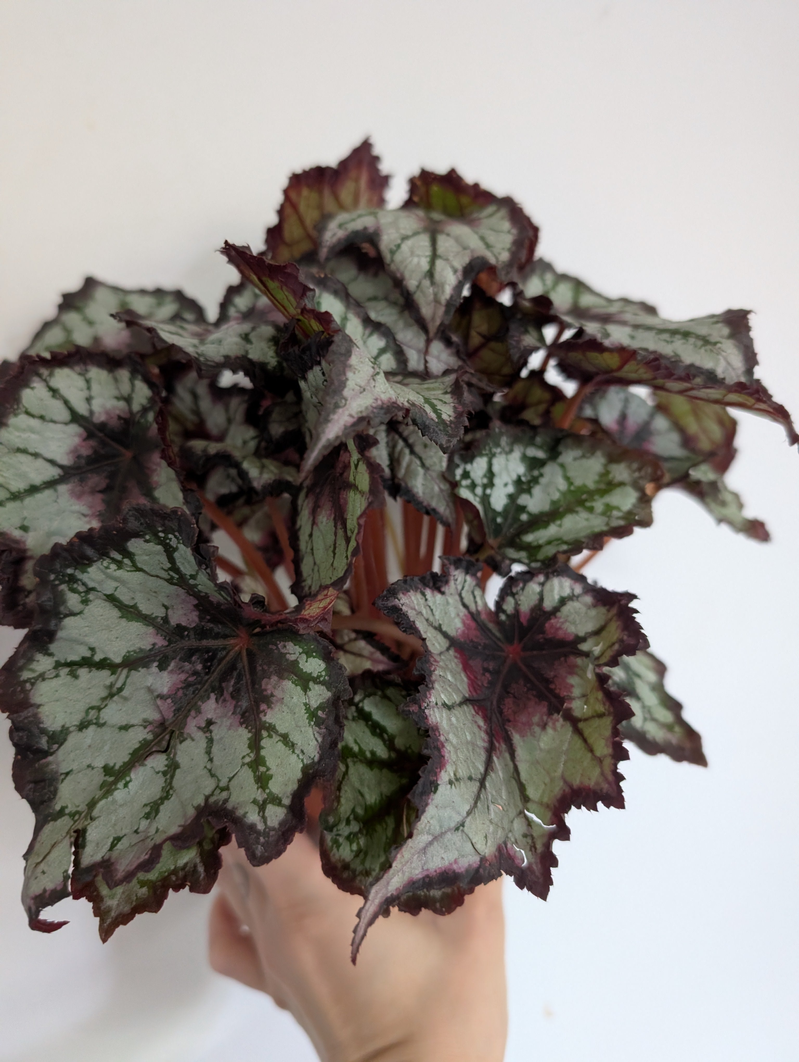 Begonia dark eyes 12cm