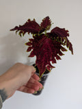 Coleus Vulcan