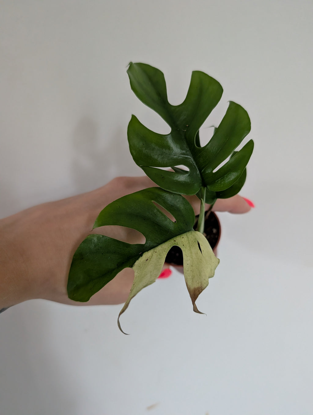 Rhaphidophora Tetrasperma Variegated 6cm