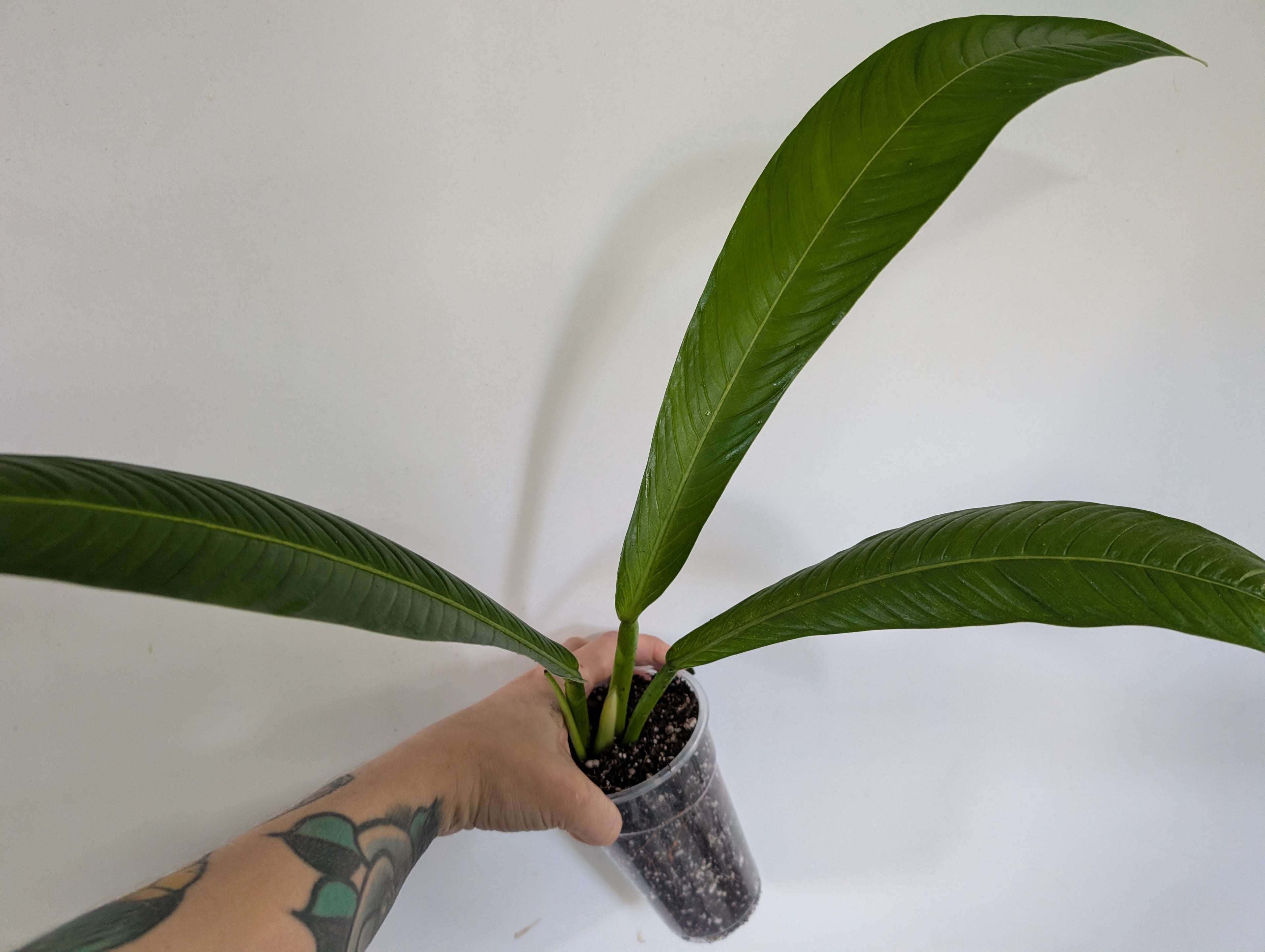 Philodendron campii Lynette