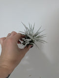 Tillandsia Snow