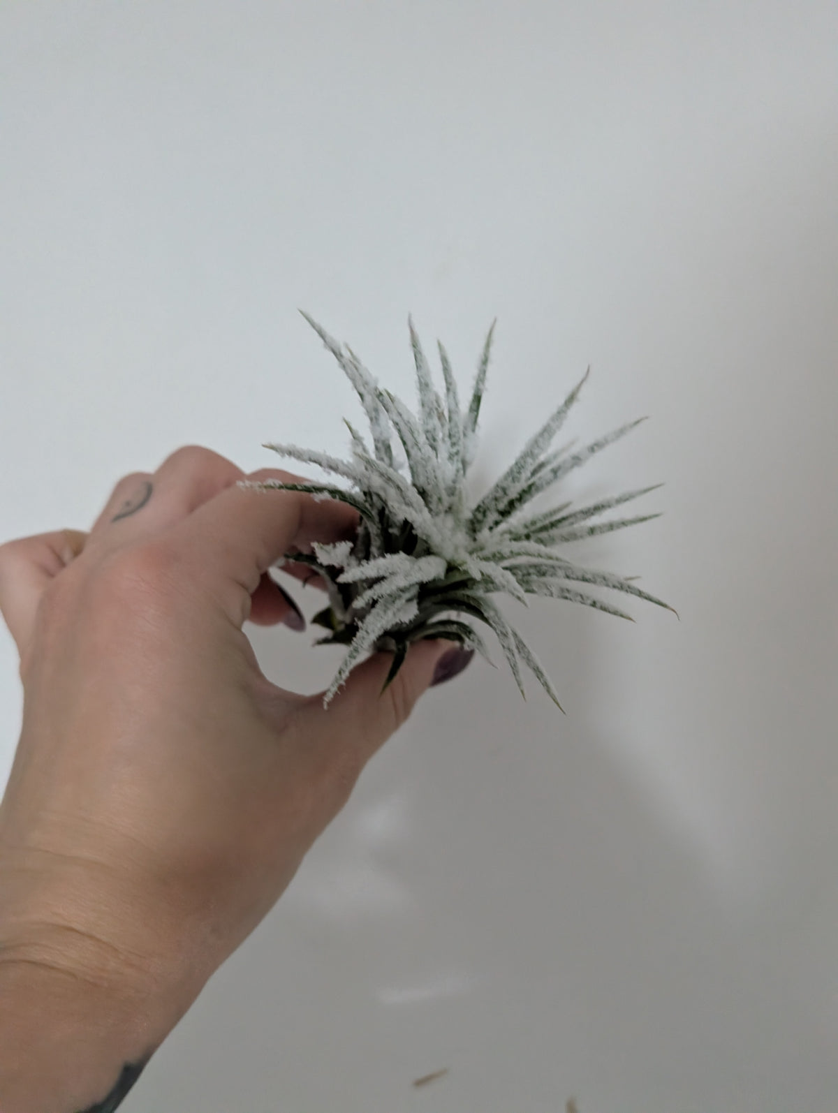 Tillandsia Snow