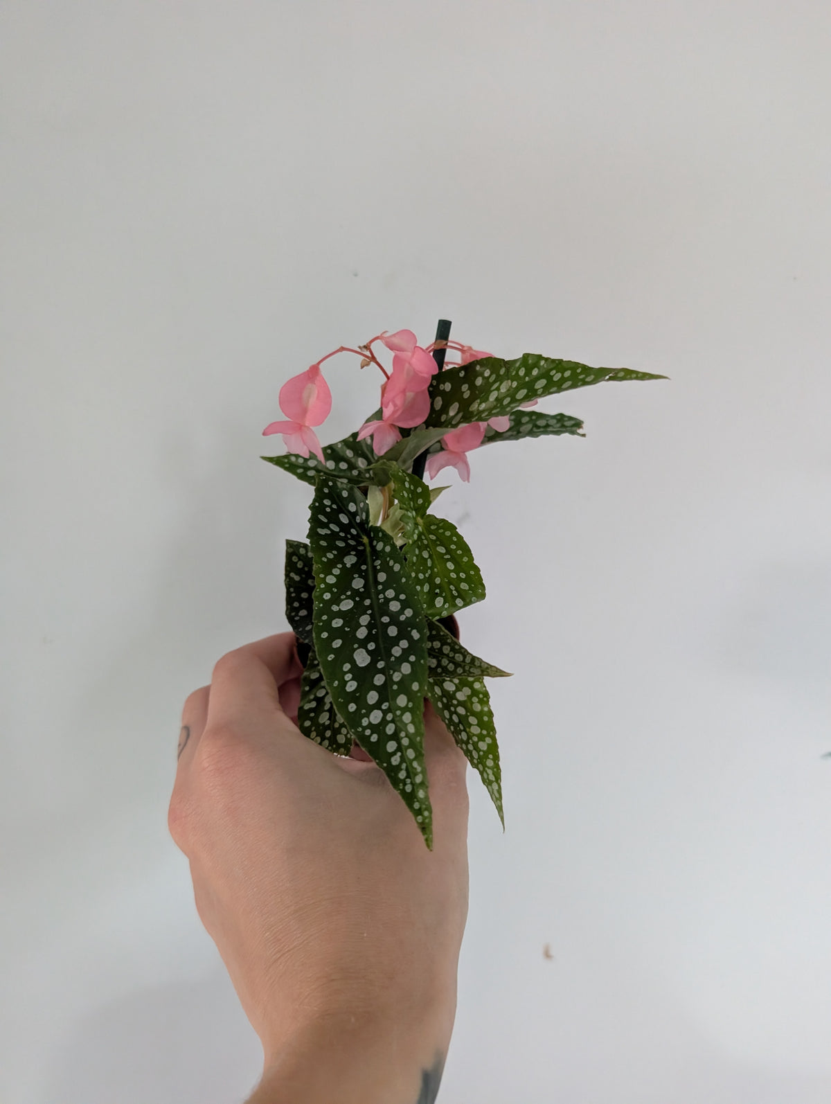 Begonia double dot