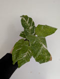 Calathea network Variegated