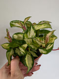 Hoya Carnosa Krimson Queen 12cm