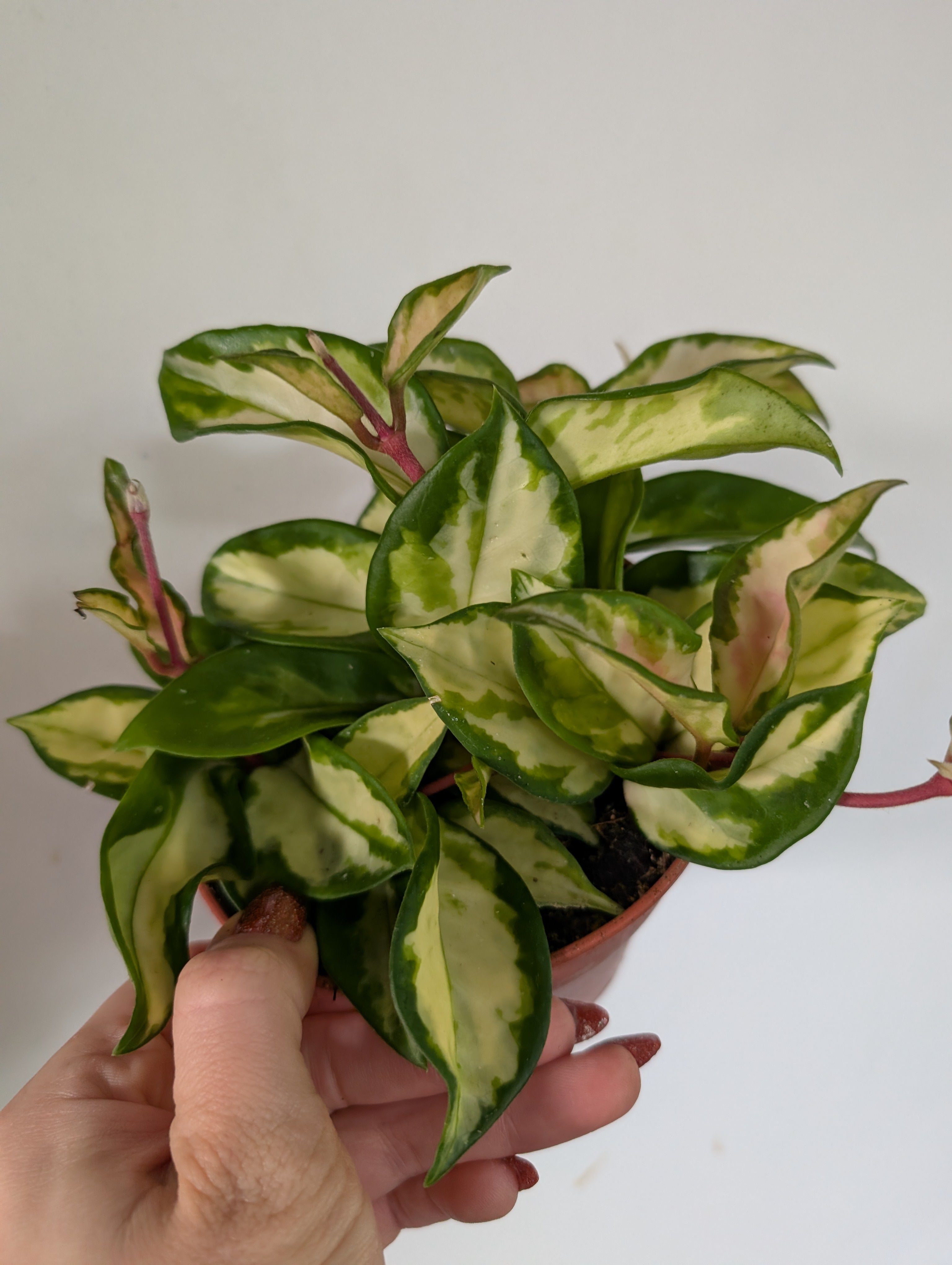 Hoya Carnosa Krimson Queen 12cm