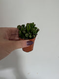 Crassula Ovata Gollum