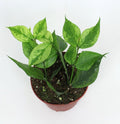 Pre-order Hoya Polyneura (Mutation RC) 12cm