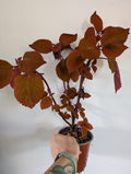 Coleus campfire
