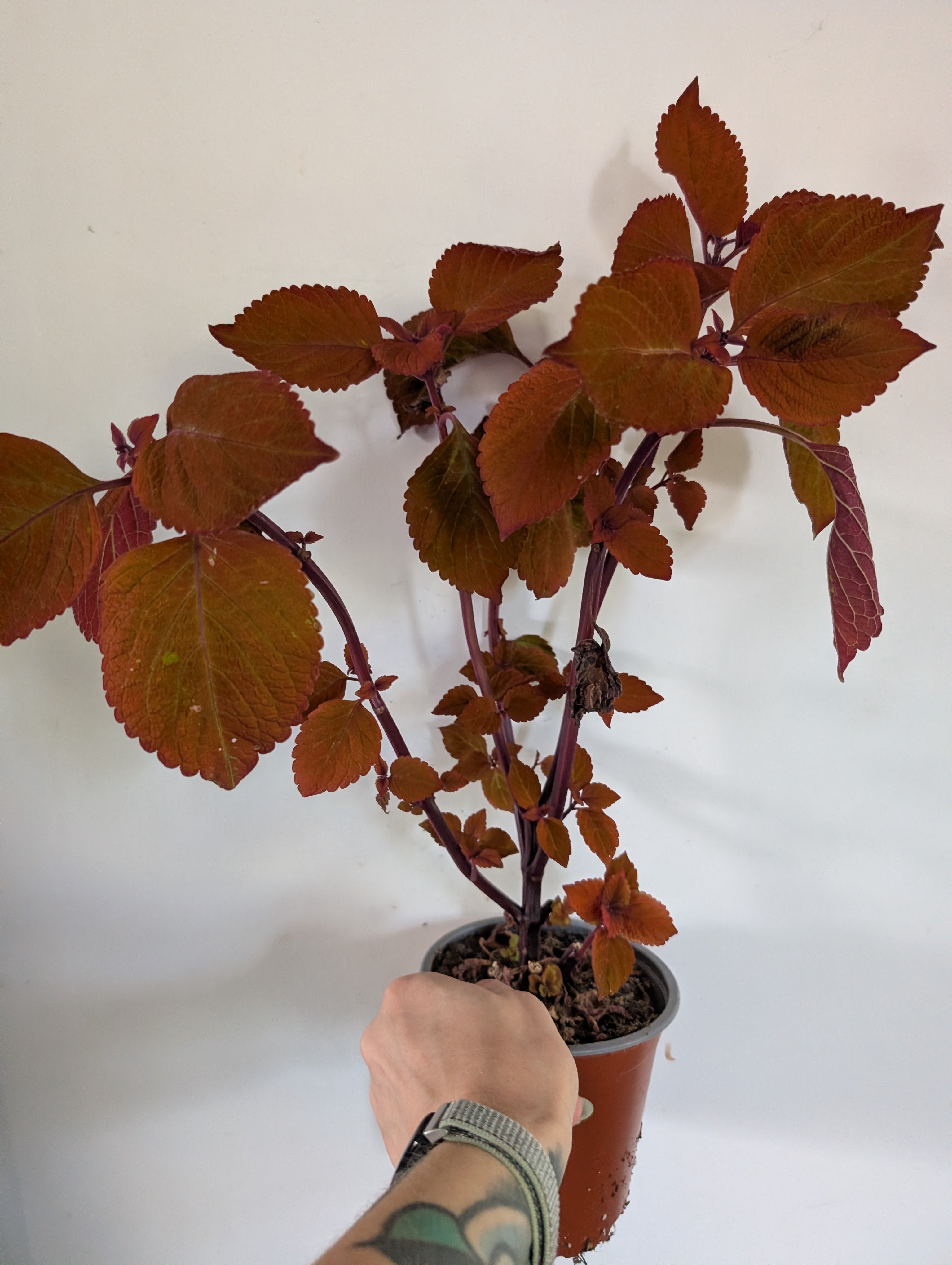 Coleus campfire