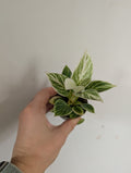 Philodendron birkin 6cm