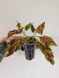 Coleus Muriel Pedley