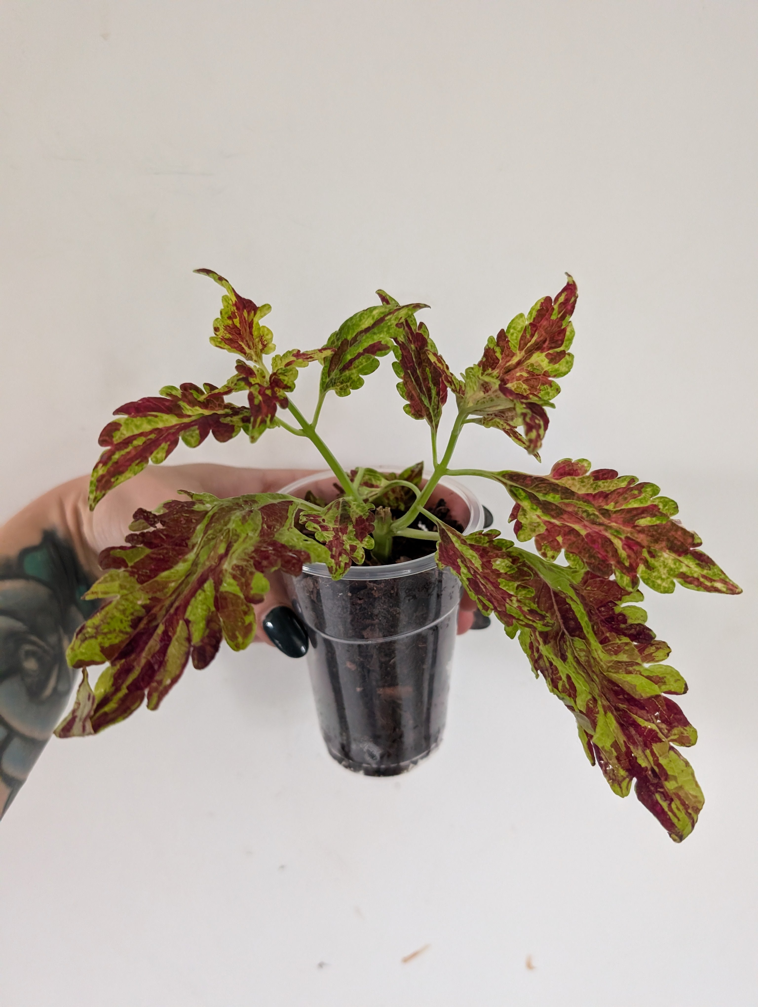 Coleus Muriel Pedley