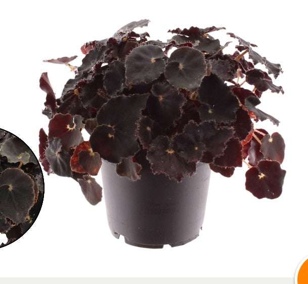 Pre-order begonia dark mambo 12cm
