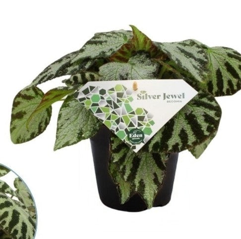 Pre-order begonia silver jewel 12cm