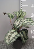 Pre-order Calathea Helen Kennedy