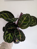 Calathea Roseopicta 12cm