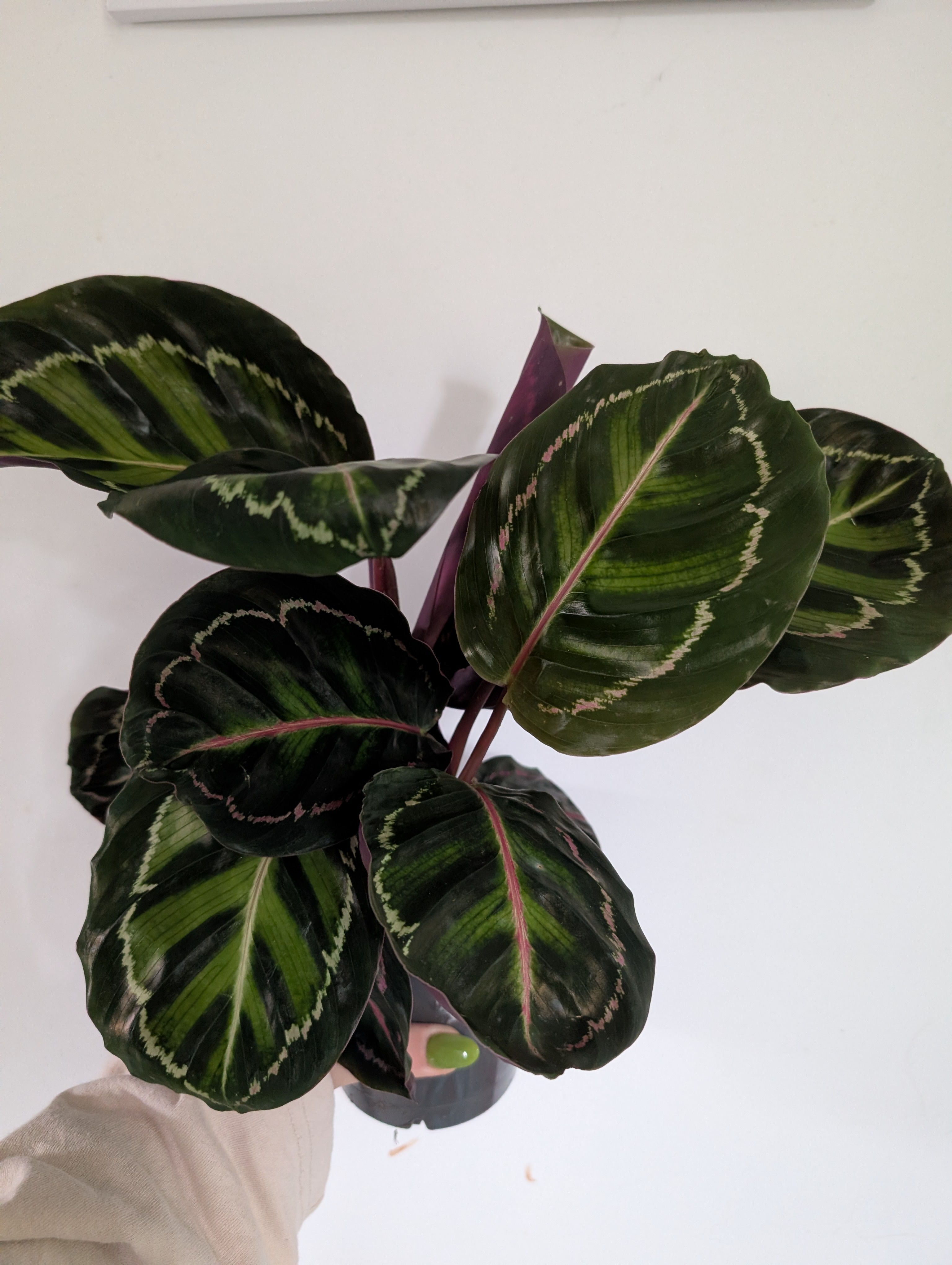 Calathea Roseopicta 12cm