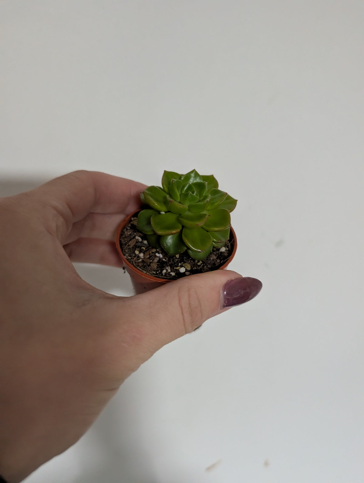 Sedum Lucidum
