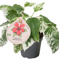 Pre-order Hibiscus Variegated 6cm