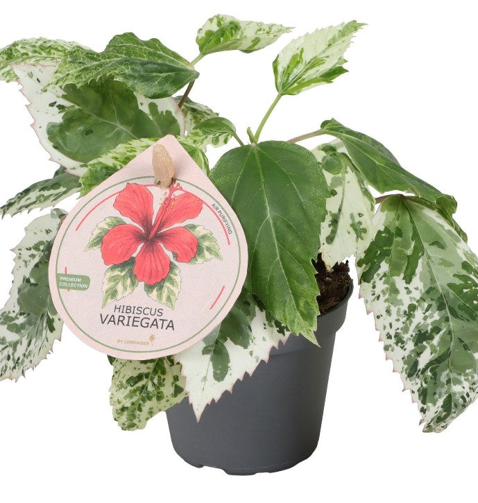 Pre-order Hibiscus Variegated 6cm