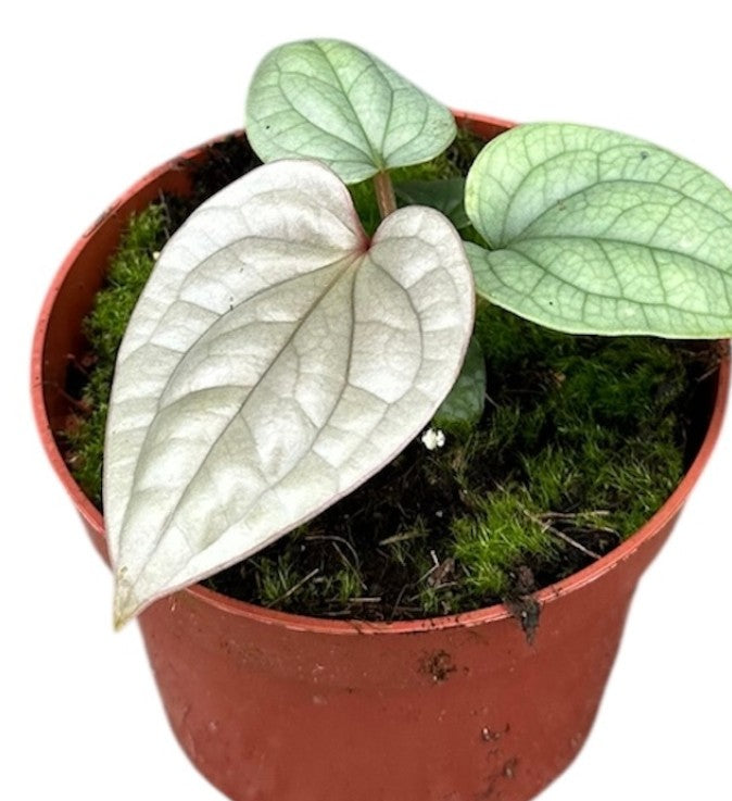 Pre-order Anthurium Luxurians 10cm