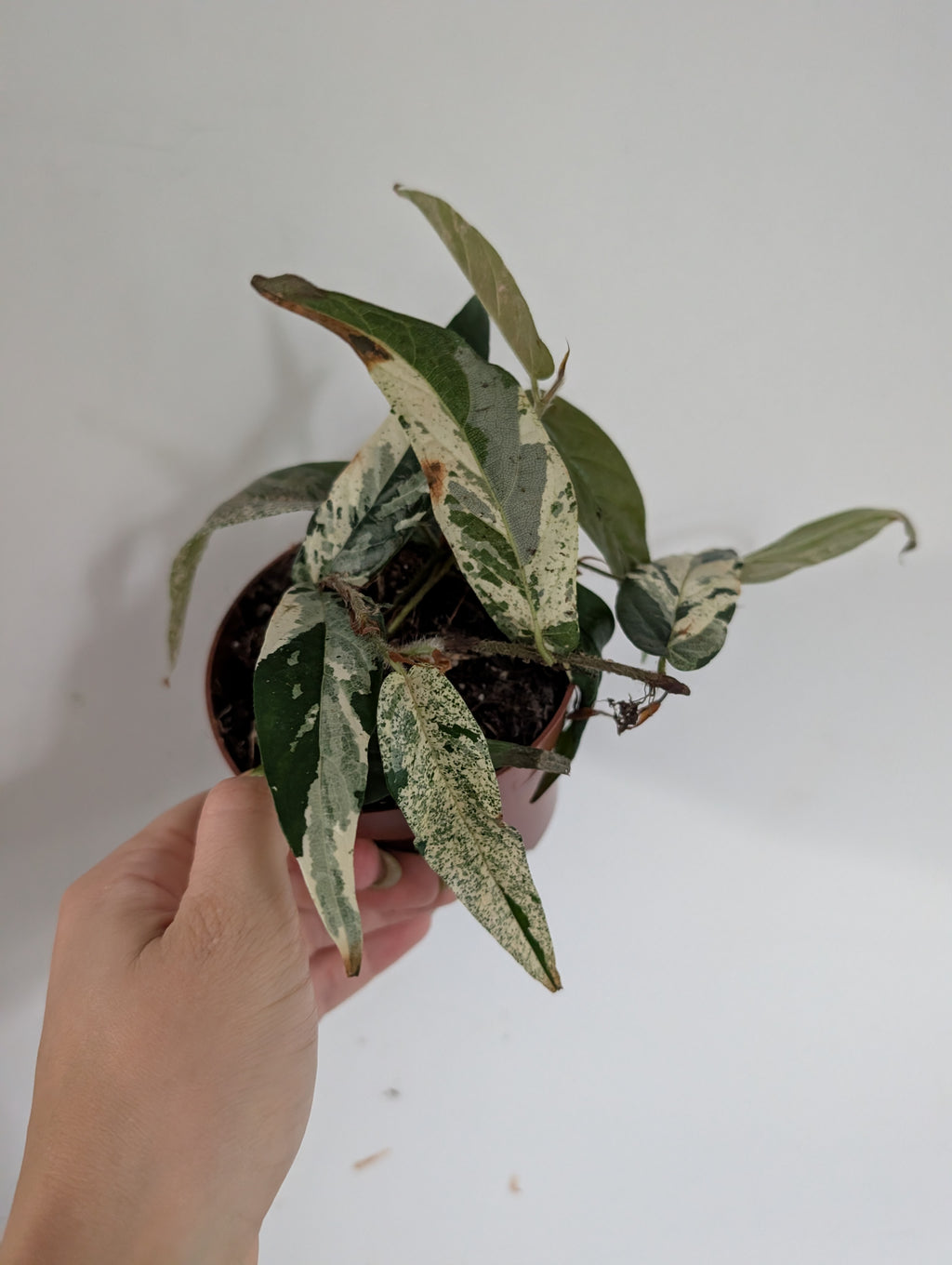 Damaged ficus Sagittata Variegated