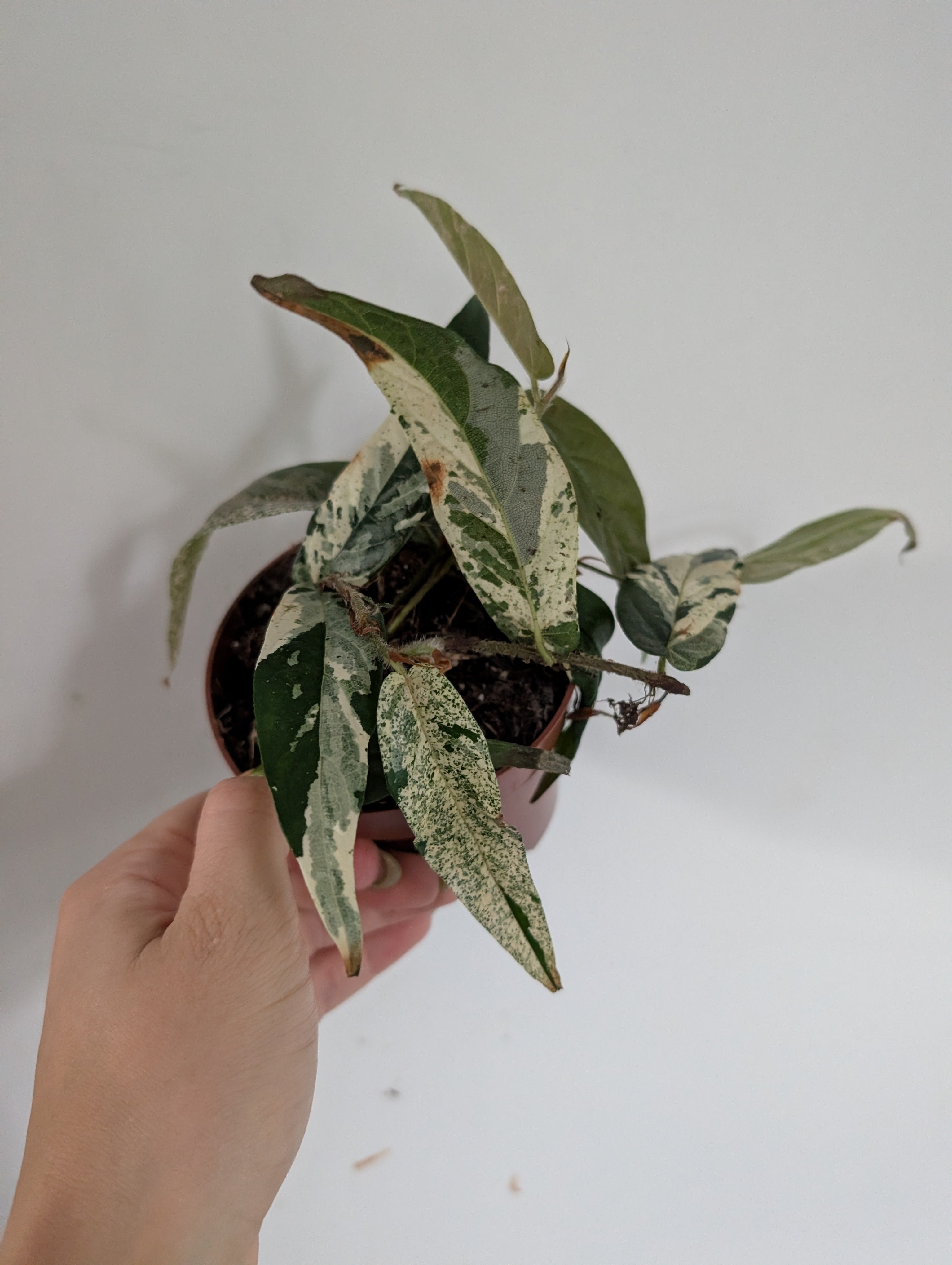 Damaged ficus Sagittata Variegated