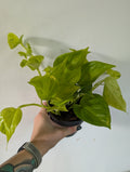 Epipremnum champs elysees 12cm