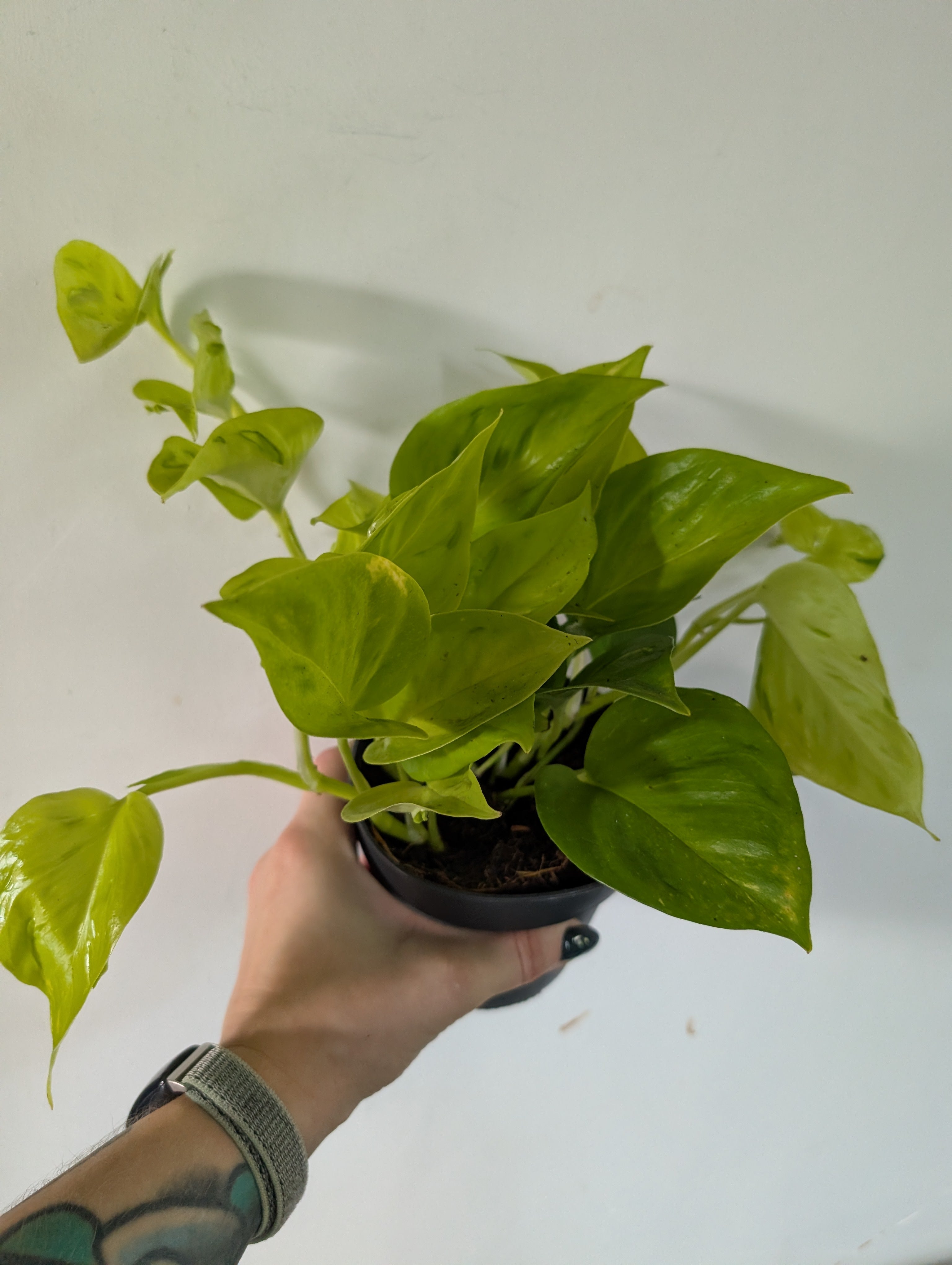 Epipremnum champs elysees 12cm