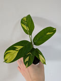 Ctenanthe golden mosaic 6cm