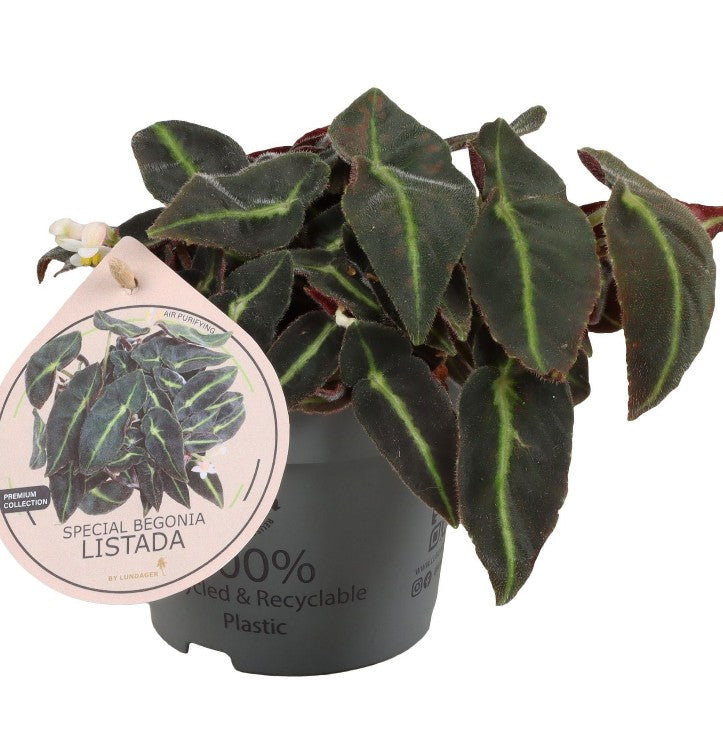 Pre-order begonia Listrada 12cm