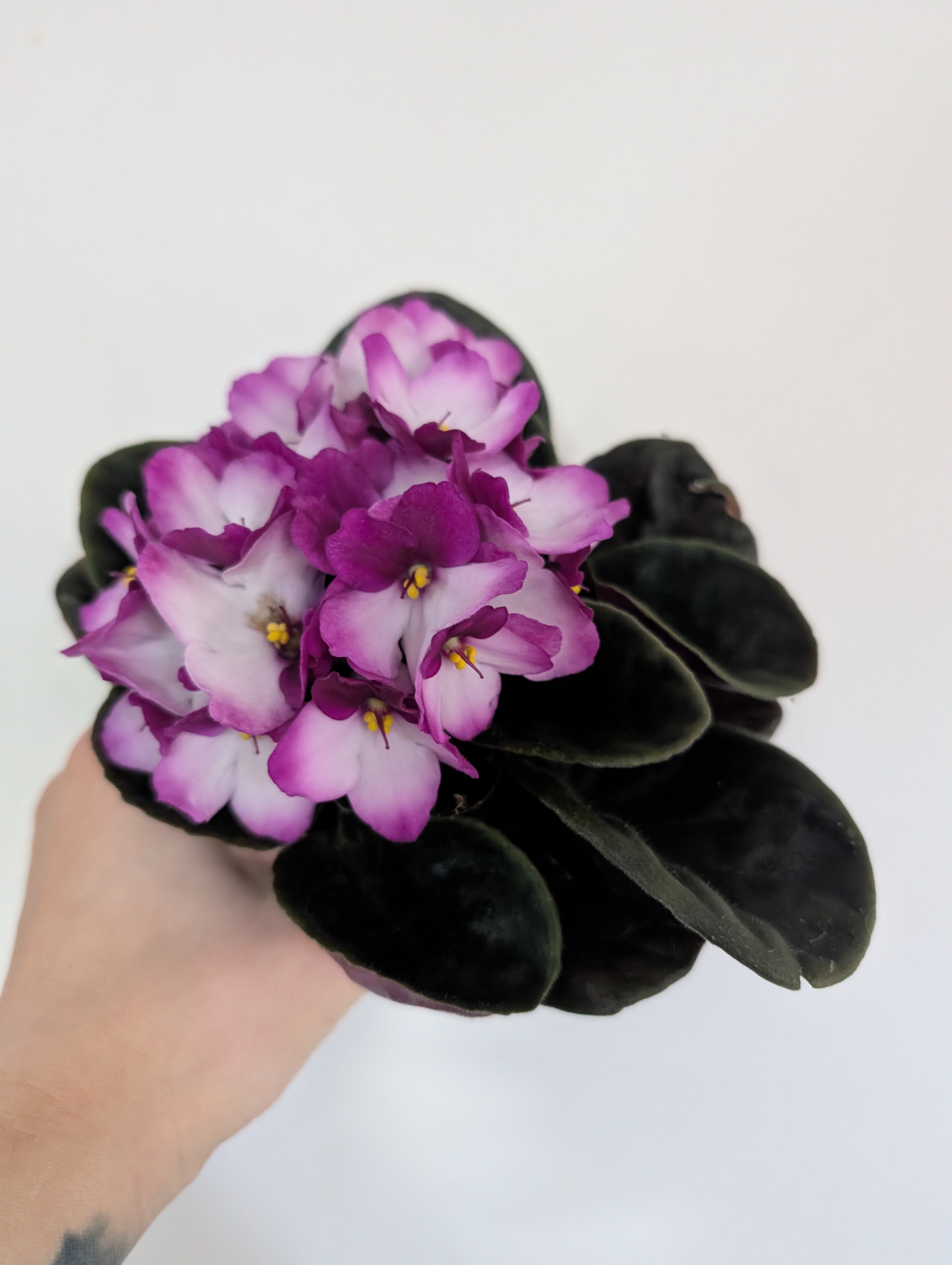 African Violet