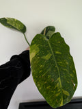 Philodendron green congo Variegated