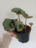 Damaged begonia escargot