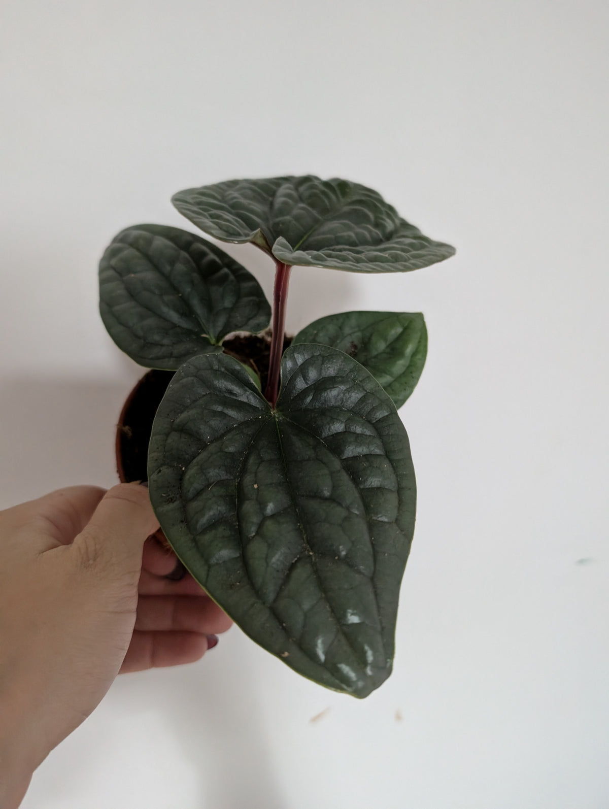 Anthurium Luxurians 12cm