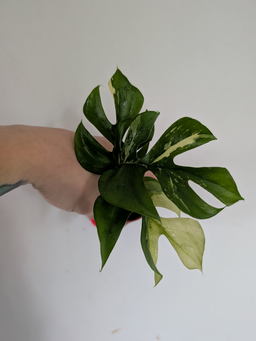 Rhaphidophora Tetrasperma Variegated 6cm