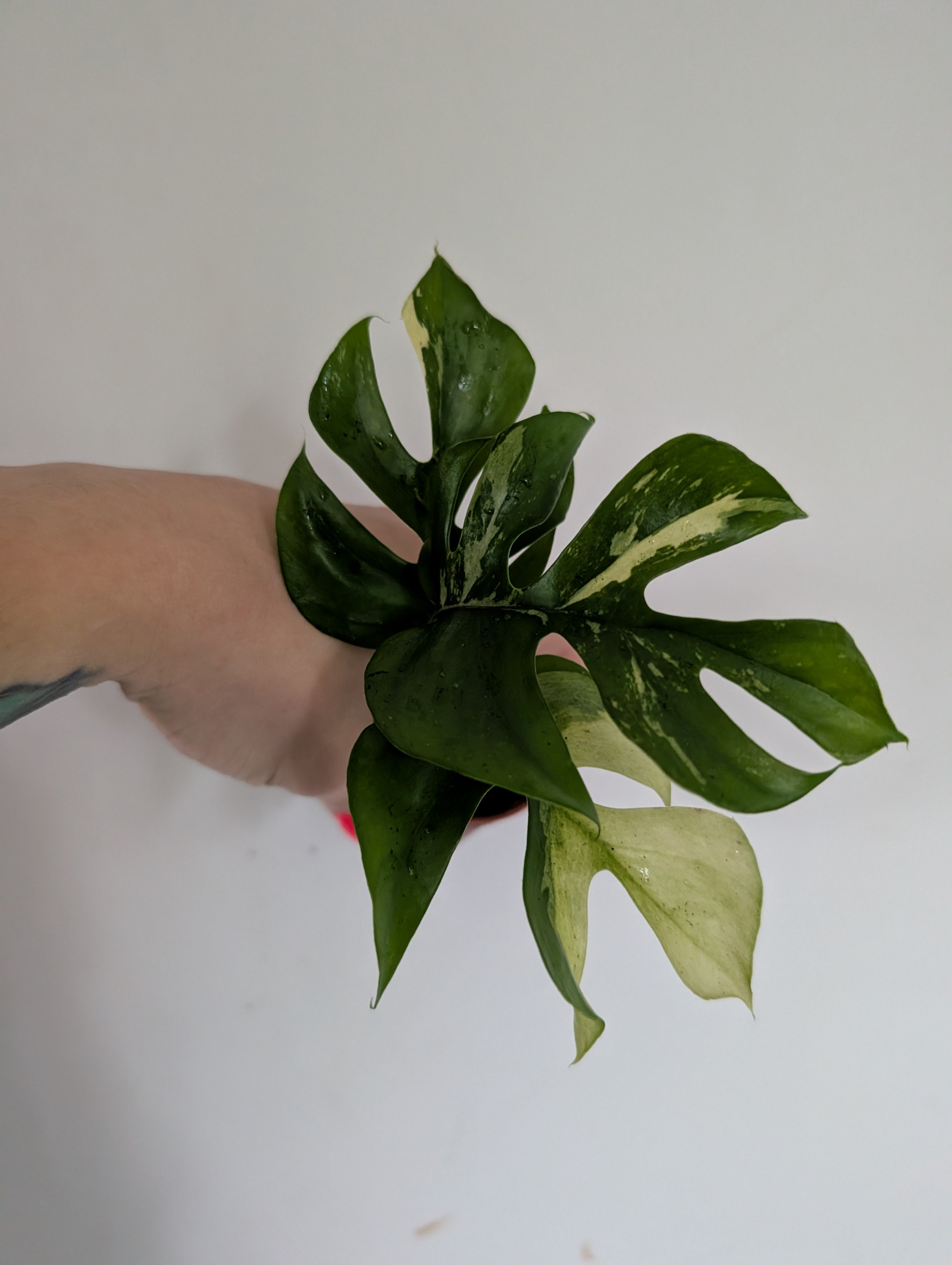 Rhaphidophora Tetrasperma Variegated 6cm