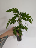 Coleus Inky Fingers