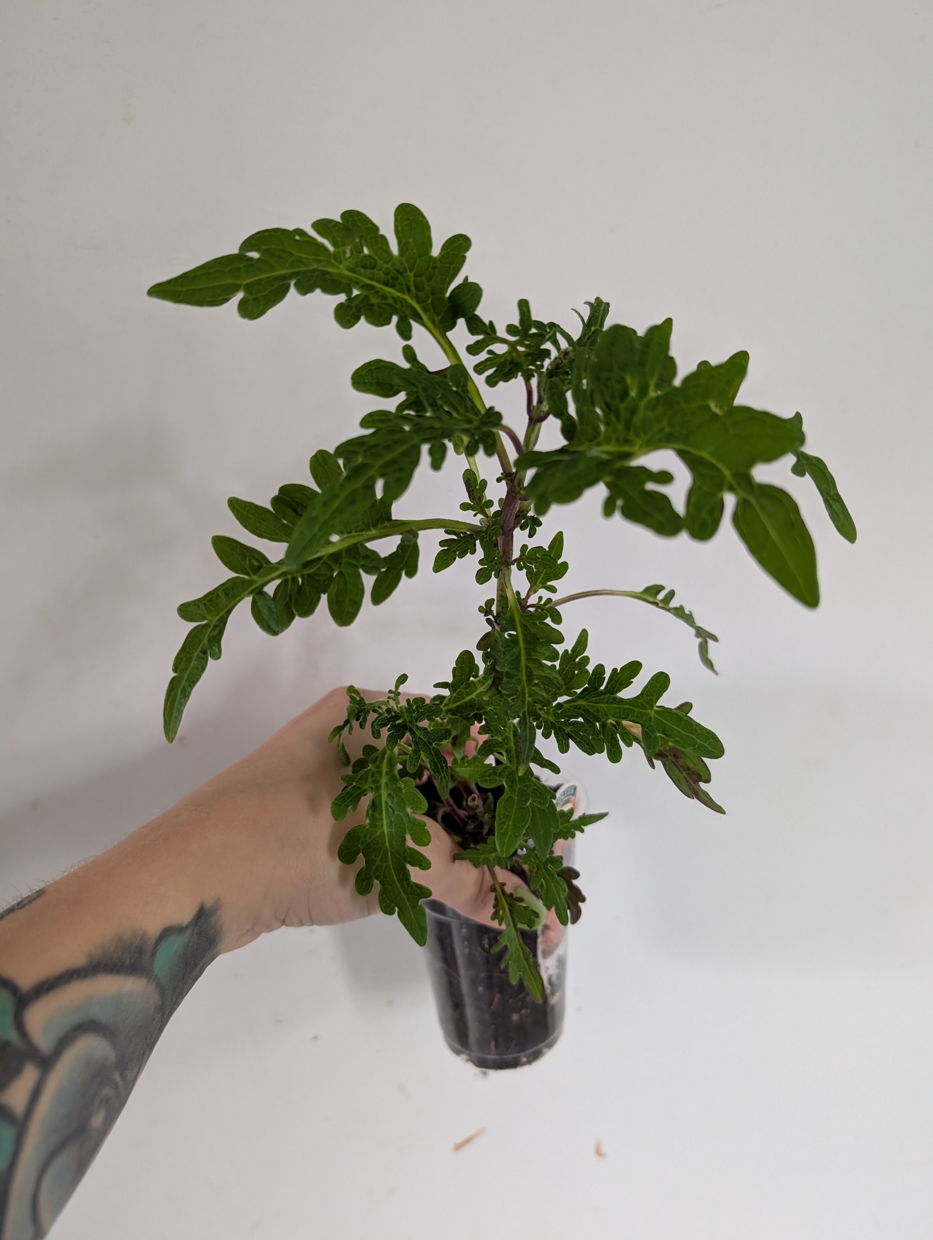 Coleus Inky Fingers
