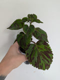 Coleus Tiger