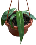 Pre-order Anthurium Pallidiflorum 14cm