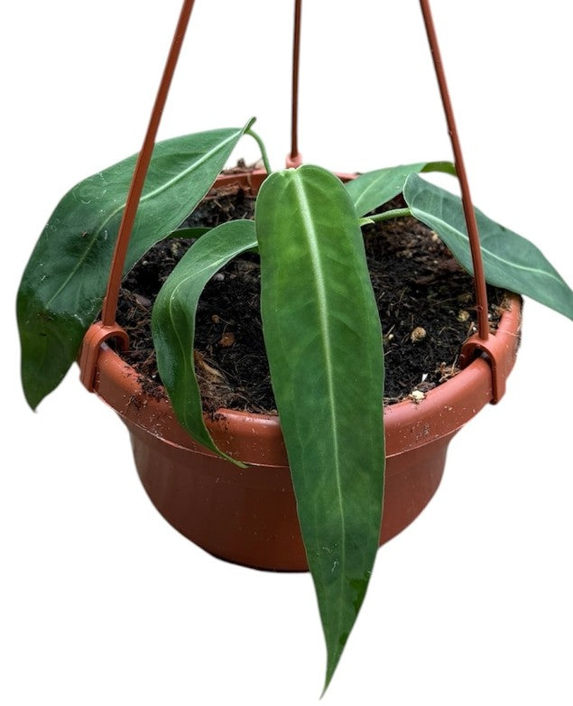Pre-order Anthurium Pallidiflorum 14cm