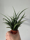 Sansevieria fernwood