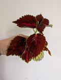 Coleus unrooted clipping in propagation pot