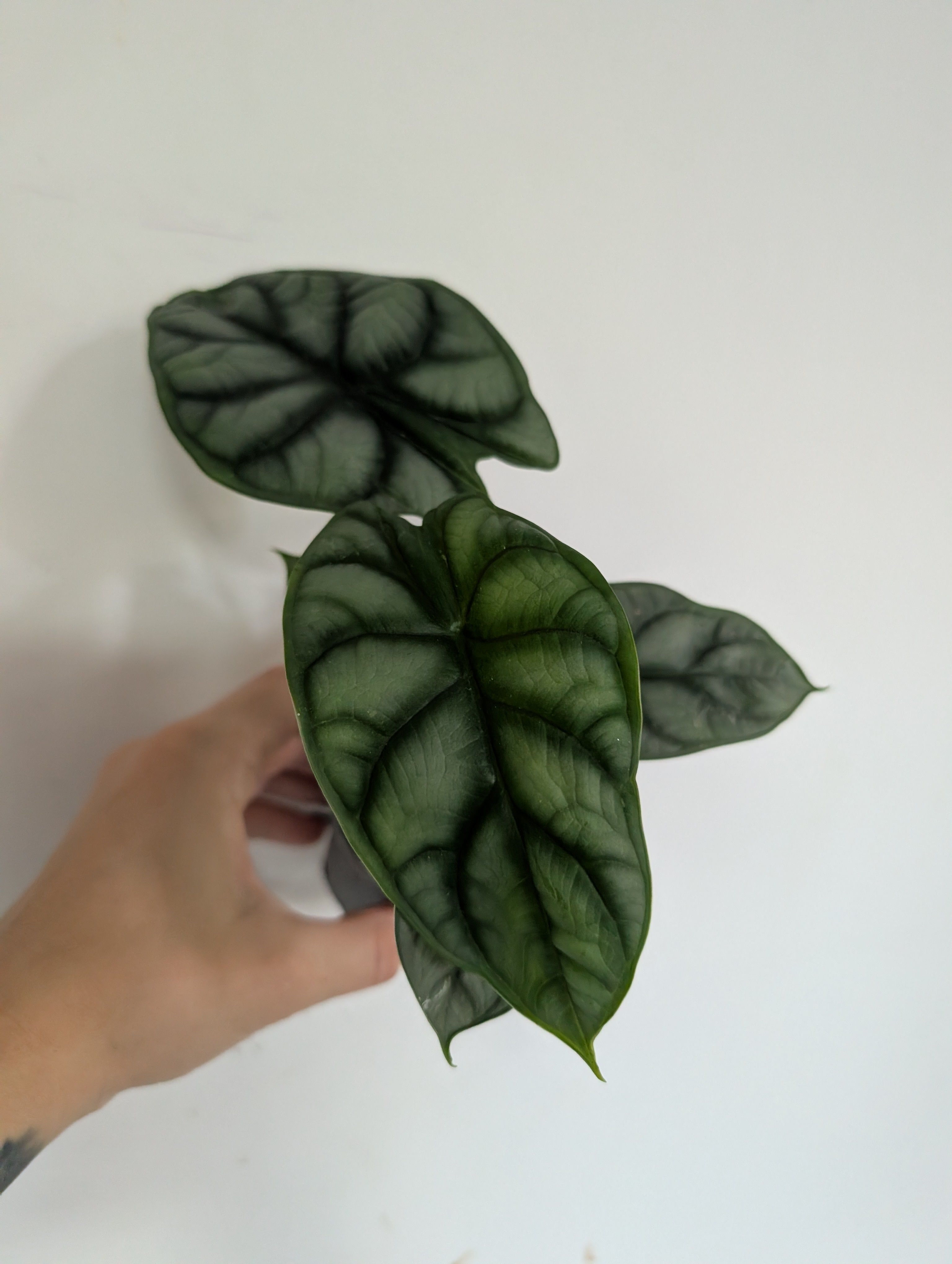 Alocasia silver dragon 6cm