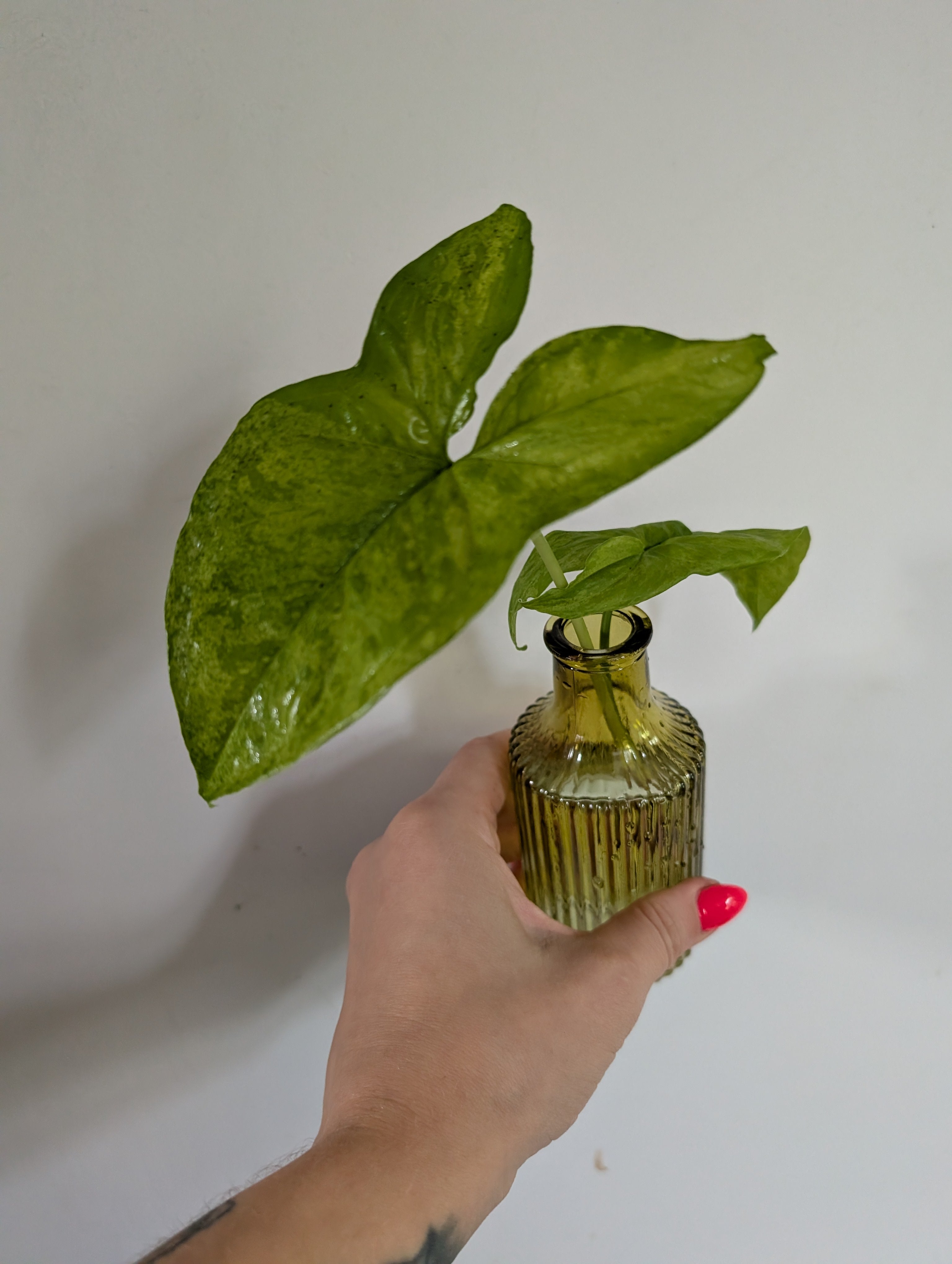 Syngonium Mottled unrooted clipping in propagation pot