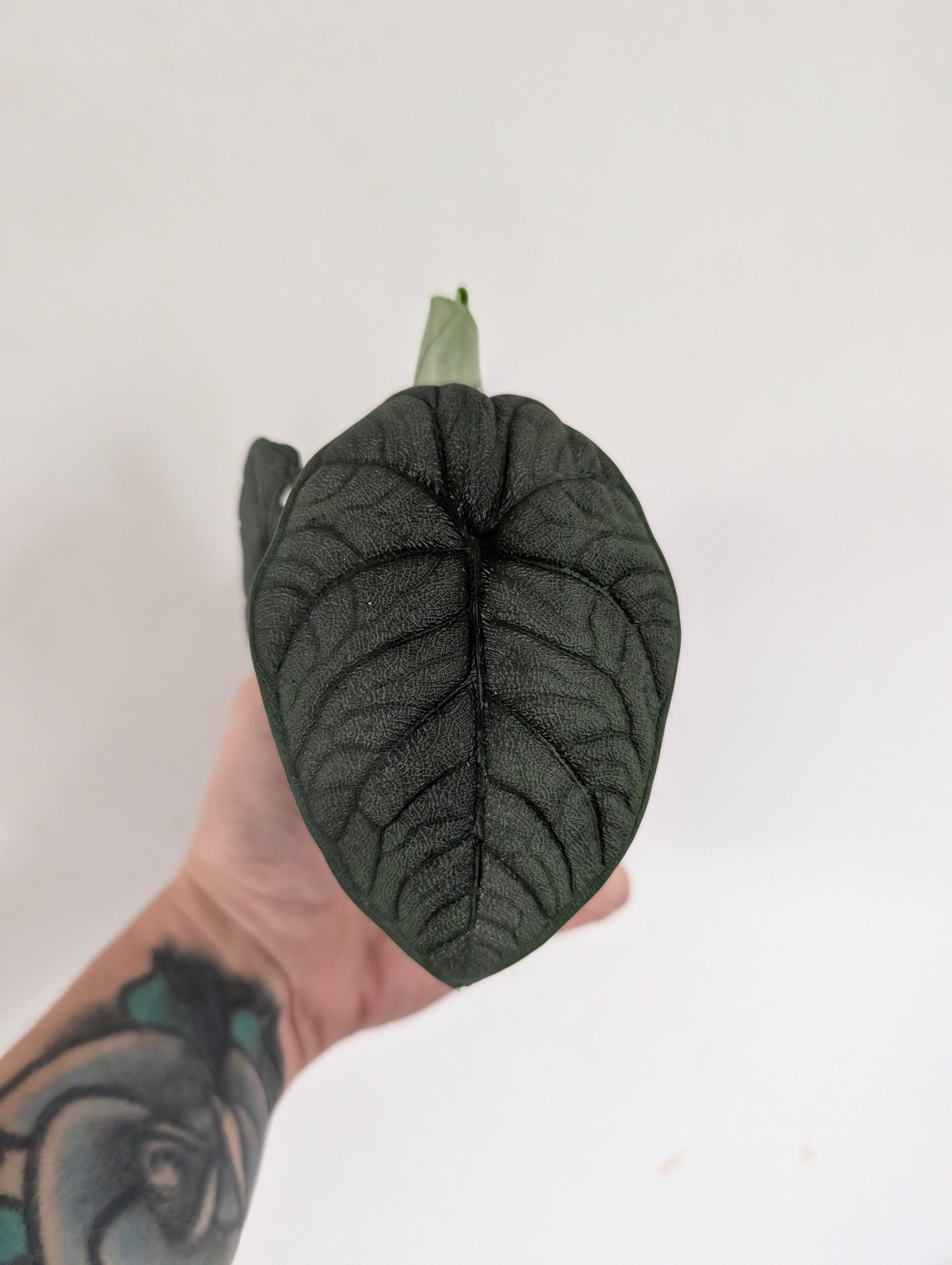 Alocasia Melo 6cm